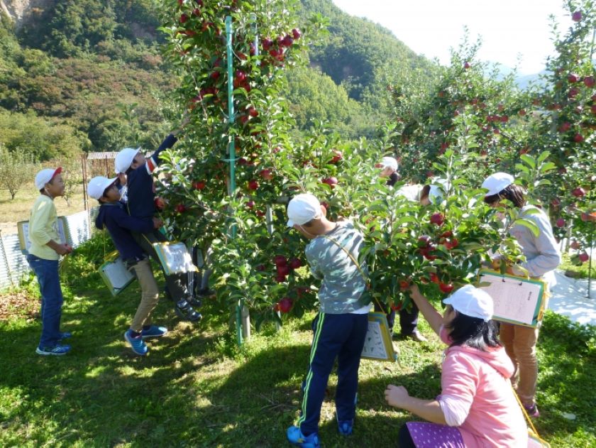 お土産アップルライン