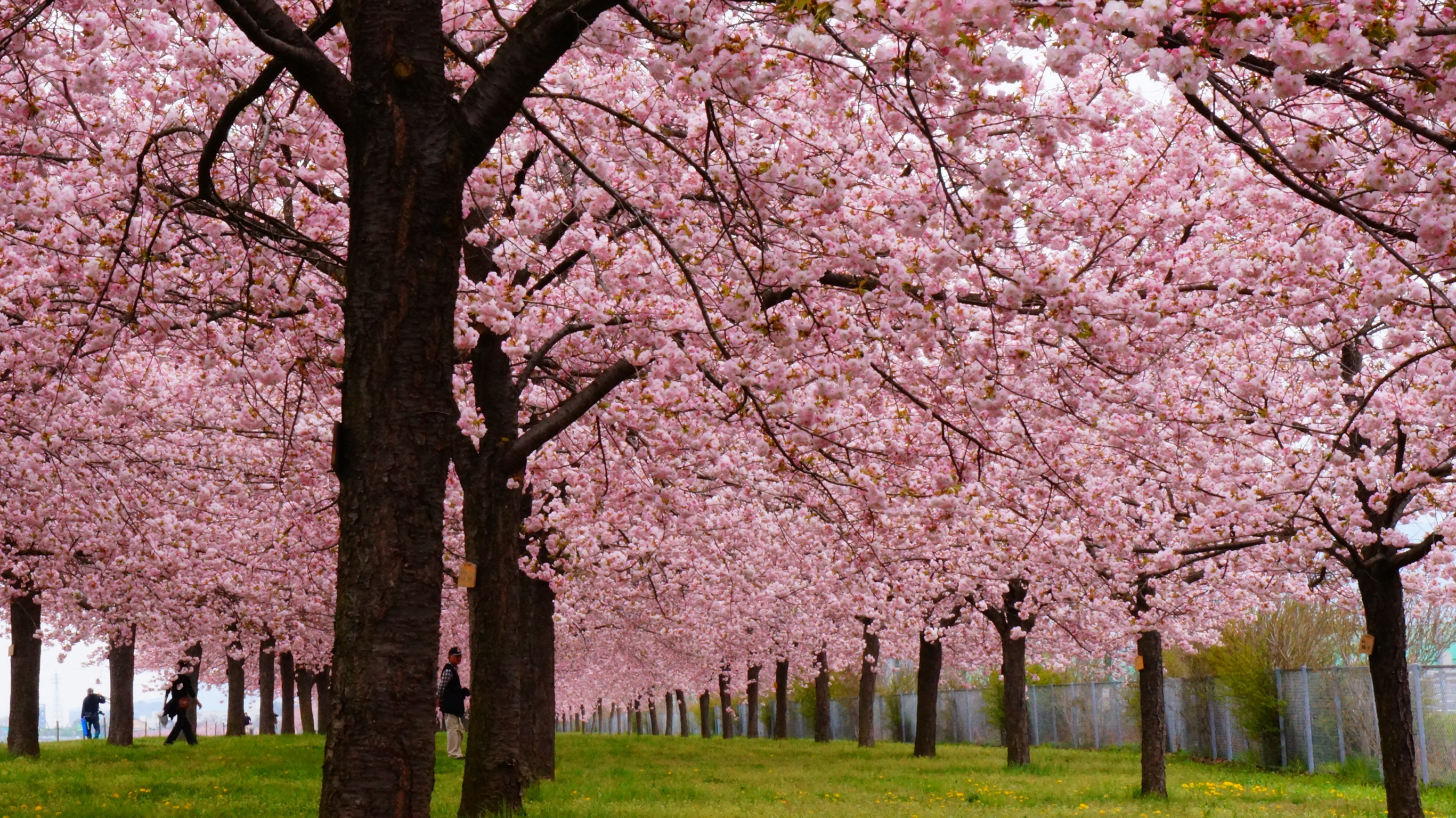 絶景千曲川の八重桜