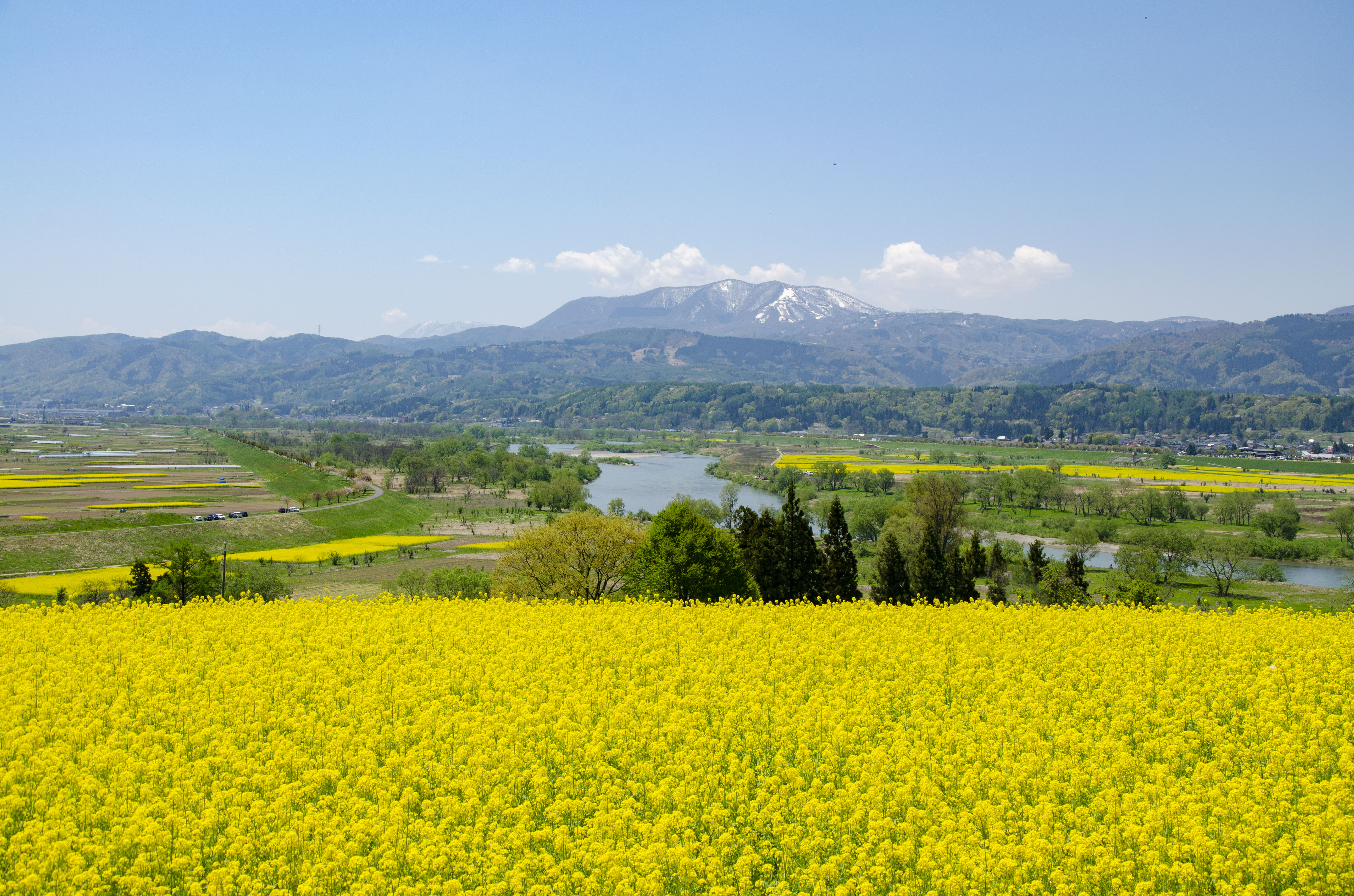 絶景飯山菜の花公園