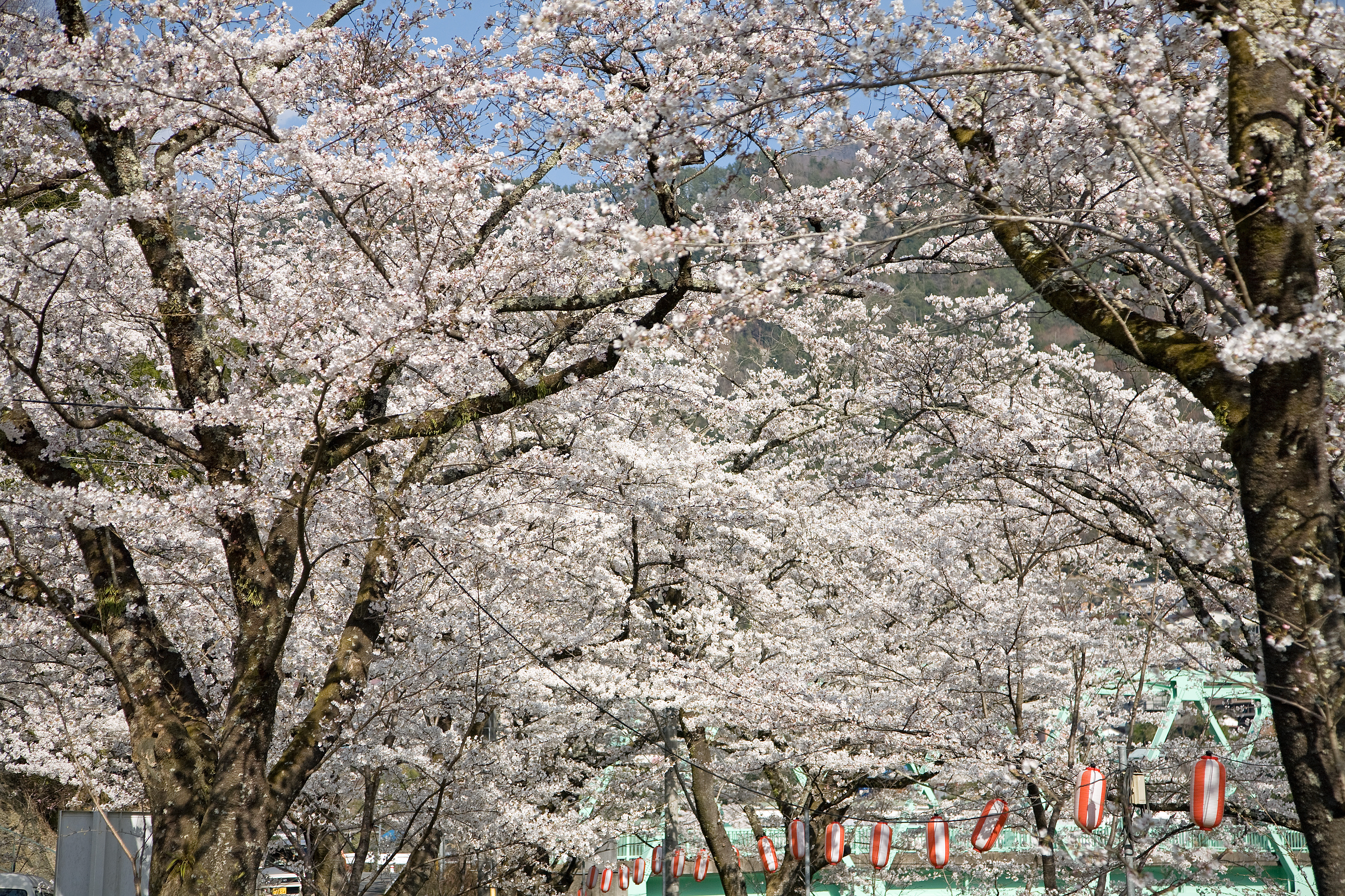 絶景松島桜公園