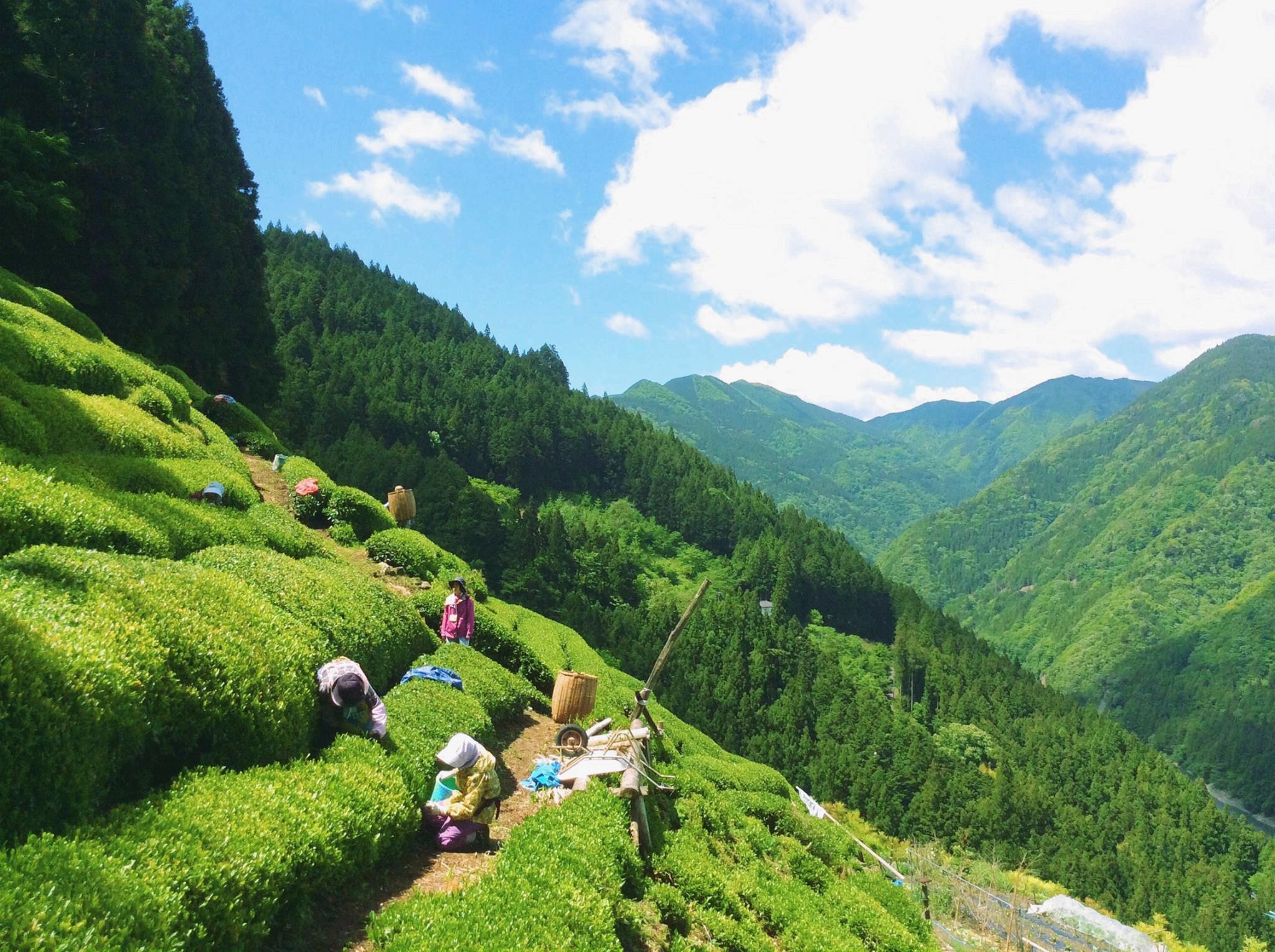 お土産中井侍銘茶